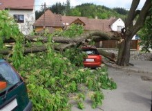 Kwikfynd Tree Cutting Services
annerley